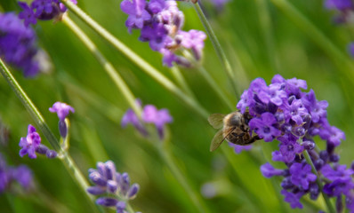 Obraz premium bee on lavender