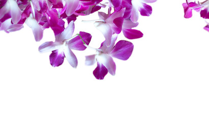 Fototapeta na wymiar Many orchid flower in winter background