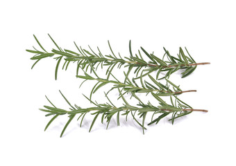 Rosemary isolated on white background.