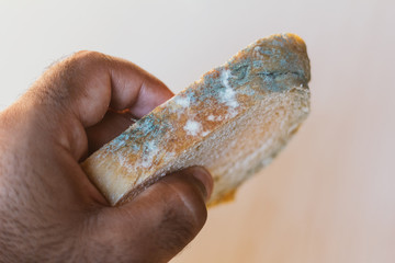 Man holds piece of moldy bread. Mold on slice of bread. Sleeping bread covered with mold. Spoiled food improper for consumption