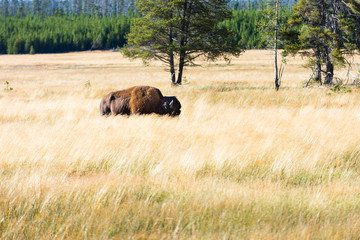 Great american bison or buffalo