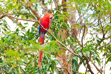 Macaw parrot in jungle 
