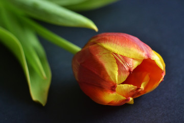 one red and yellow tulip on the dark background