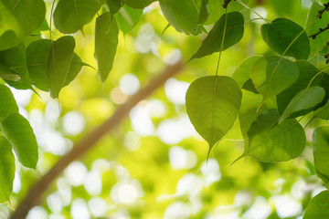 Fototapeta na wymiar Pho leaves, green leaves background