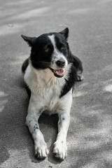 Stray dogs are sitting looking at something.