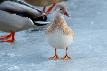 Mandarin Duck (Aix galericulata).