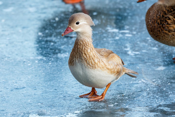 Mandarin Duck (Aix galericulata).