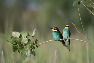 Bienenfresser (Merops apiaster)