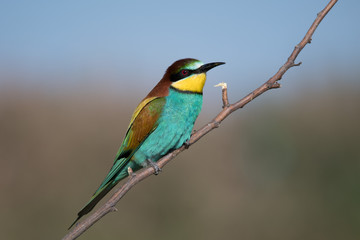 Bienenfresser (Merops apiaster)