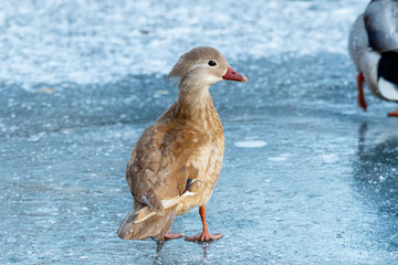 Mandarin Duck (Aix galericulata).