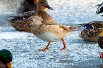 Mandarin Duck (Aix galericulata).