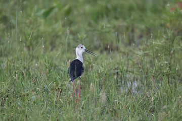 Stelzenläufer (Himantopus himantopus)