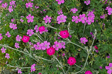 Colourful close up of flowering pink Geraniums in a flower border