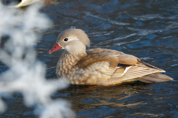 Mandarin Duck (Aix galericulata).
