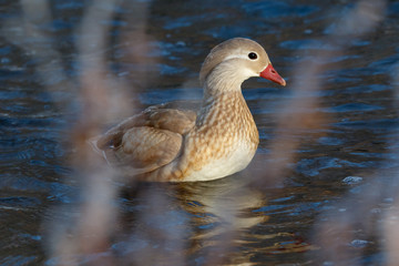 Mandarin Duck (Aix galericulata).