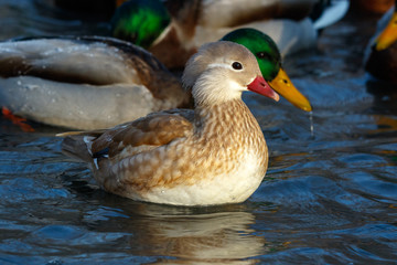 Mandarin Duck (Aix galericulata).