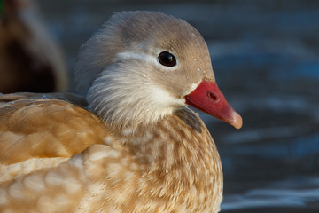 Mandarin Duck (Aix galericulata).