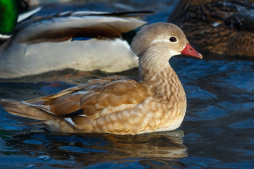 Mandarin Duck (Aix galericulata).