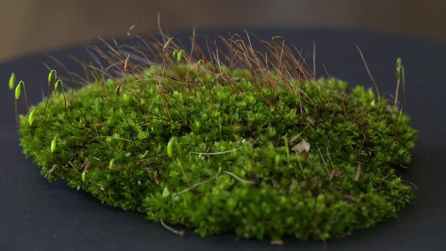 Macro recording of a little moss forest. Mosses are small flowerless plants that typically grow in dense green clumps, they trive on a little moisture and shade, they are happy with no soil at all.