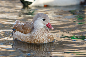 Mandarin Duck (Aix galericulata).