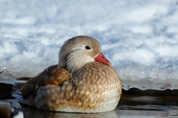 Mandarin Duck (Aix galericulata).