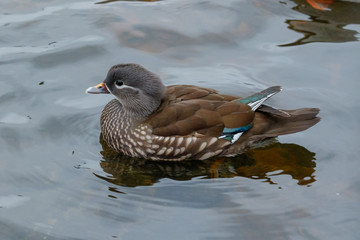 Mandarin Duck (Aix galericulata).