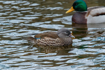 Mandarin Duck (Aix galericulata).