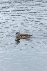 Mandarin Duck (Aix galericulata).