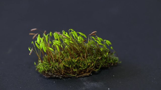 Macro recording of a little moss forest. Mosses are small flowerless plants that typically grow in dense green clumps, they trive on a little moisture and shade, they are happy with no soil at all.