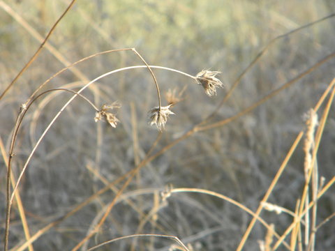 Three wilted flowers against blurred background in autumn (bokeh)