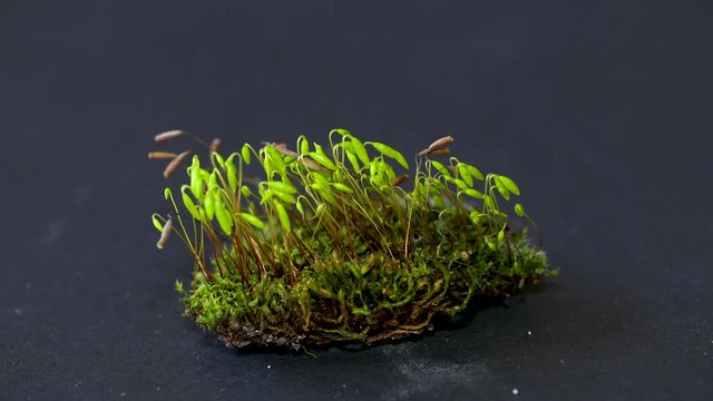 Macro recording of a little moss forest. Mosses are small flowerless plants that typically grow in dense green clumps, they trive on a little moisture and shade, they are happy with no soil at all.