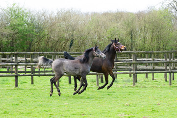 Young Arabian horses running in a field