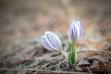 Crocus