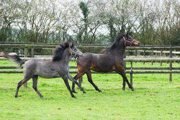 Young Arabian horses running in a field