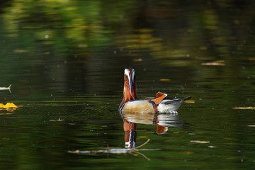 Mandarin Duck (Aix galericulata).