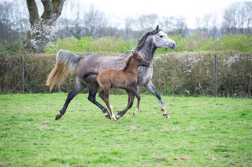Grey Arabian mare and foal at liberty in a field