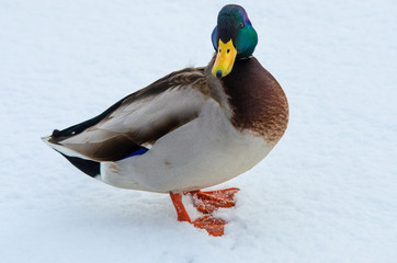 Mallard in the snow