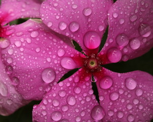 Close up water droplets on a pink Periwinkle or Vinca flower.