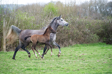 Grey Arabian mare and foal running in a field