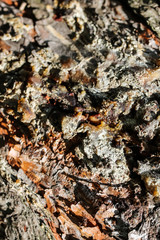 Wooden bark tree pattern. Natural background texture.