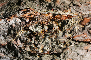 Wooden bark tree pattern. Natural background texture.