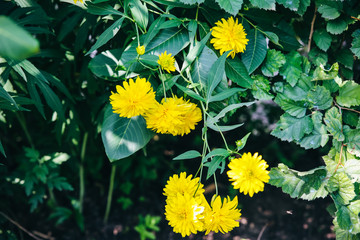 Beautiful yellow calendula flowers growing in the green home garden. Summer nature photo.