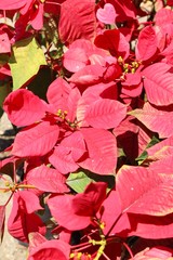 Red leaves in garden with the nature