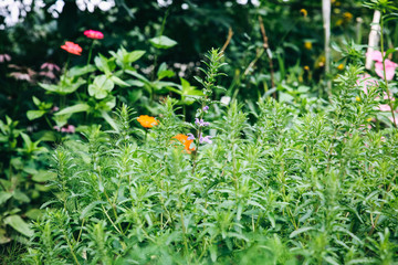 Beautiful flowers and green plants growing in the green home garden. Summer nature photo.