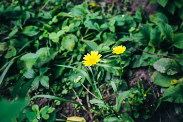 Beautiful yellow calendula flowers growing in the green home garden. Summer nature photo.