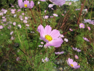Fototapeta premium 花
