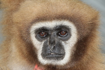 trauriger Affe