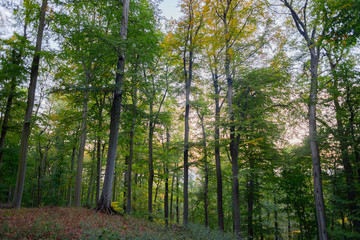 Fototapeta na wymiar Beech tree forest leaf scenic panorama