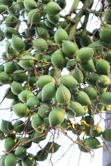 Betel palm on tree with the nature