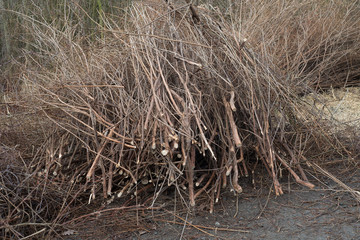 Cut brown leafless branches of trees bushes by road way in winter mud